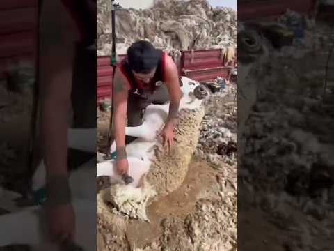 الحولي صردي شوف الفحل الملكي كيفاش تم "الذز" ديالوا بالطريقة العصرية