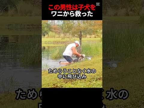 この男性は子犬をワニから救った