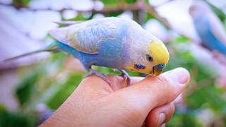 Lost Baby Bird Search + First Flight on My Finger 🐤💛