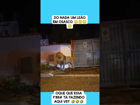 UM LEÃO EM OSASCO 😱😱