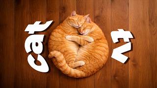 CAT TV | Bird Watching for Cats with Relaxing Music 🎶 Ultimate Entertainment & Enrichment