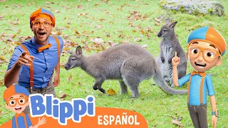 Conociendo canguros 🦘 Blippi Español + Blippi Wonders🧡💙
