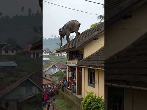 A wild elephant has climbed on top of a house and there is no rescue team #village #viralvideo