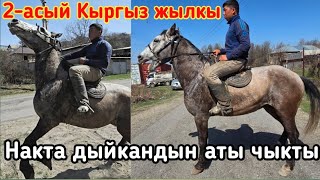 Кок ат чыкты Кок-Жангактан  тел: +996221035357  #атбазар #horse