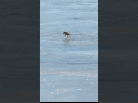 "Животное внезапно появилось прямо в джунглях 😱#viralvideo #viralreels