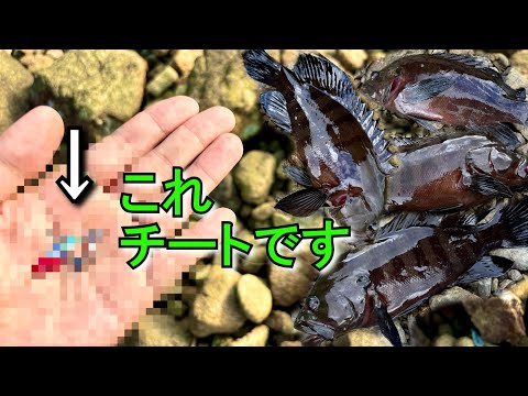 使用禁止!?コレが根魚を根絶レベルでマジでヤバイ！