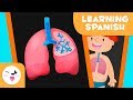 Sistema Respiratorio y Funciones