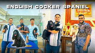 India’s #1 English Cocker Spaniel 🏆 | Most Winning Dog Show Champion + Rare Quality Puppies!