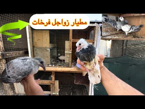 مطيار زواجل عزلنه تور ويرانيات