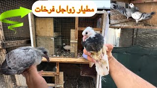 مطيار زواجل عزلنه تور ويرانيات