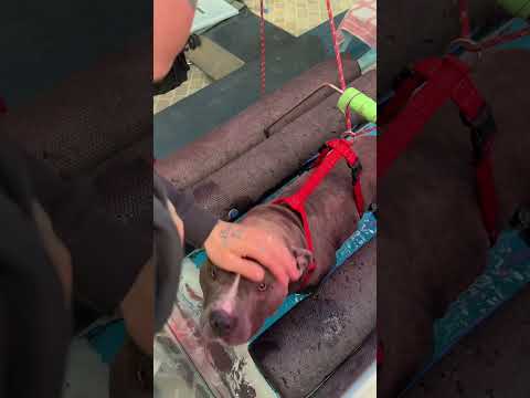 Acquaterapia per rinforzare i muscoli e ristabilire la postura  ❤️🥰😍