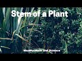 Understanding Plant Stems