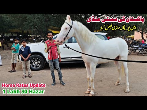 Horse For Sale Pakistan | Horse Market In Punjab | Today Aminpur Bangla Horse Mandi Faisalabad 2024