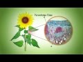 Plant and Animal Tissue Identification