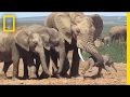 Young Male Elephants' Behavior and Reactions