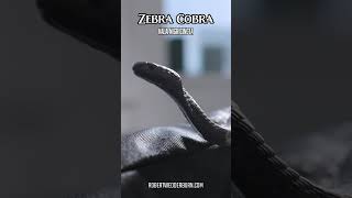 Is This Snake the Most Fascinating Creature in the Animal Kingdom?