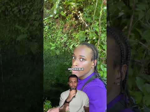 un simple repas en forêt s’est transformé en cauchemar.