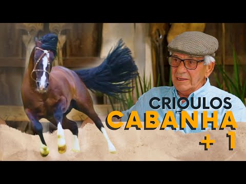 Criação de Cavalos Crioulos na Cabanha Mais Um. Da Morfologia ao Freio de Ouro!