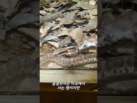 살무사..란 이런 것이다