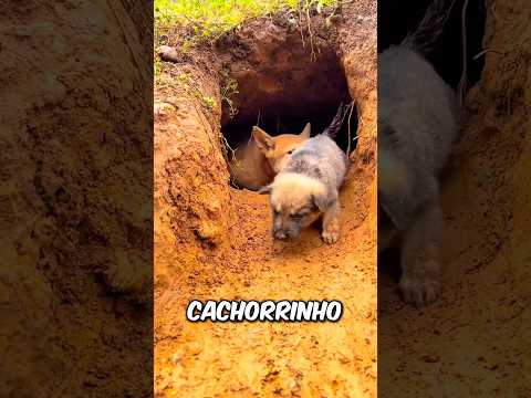 Ele Queria ALIMENTAR o Filhote! #curiosidades #incrivel #animal #cachorro