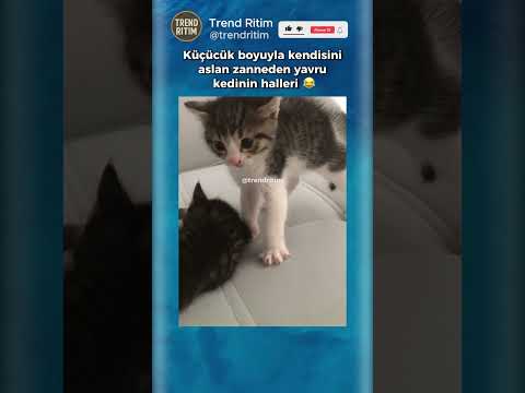 Kendisini Aslan Zanneden Yavru Kedi 🤣😅