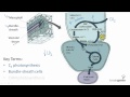 Photosynthesis Mechanisms in Plants