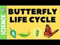 Butterfly Life Cycle and Behavior