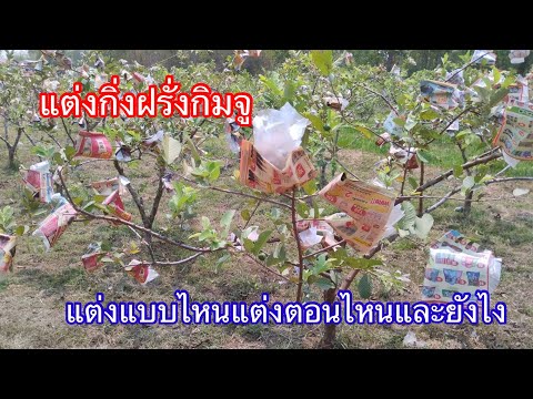 แต่งกิ่งฝรั่งกิมจูGuavaบ้านสวนกิตติธราฝรั่งกิมจู