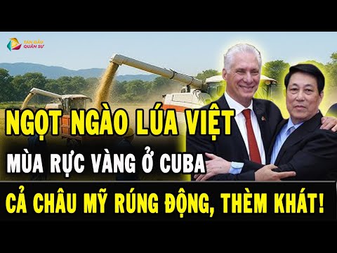 BÍ MẬT LÚA VIỆT TẠI CUBA: Một Mùa Gặt Người Dân ÒA KHÓC, Cả Châu Mỹ RUNG ĐỘNG!