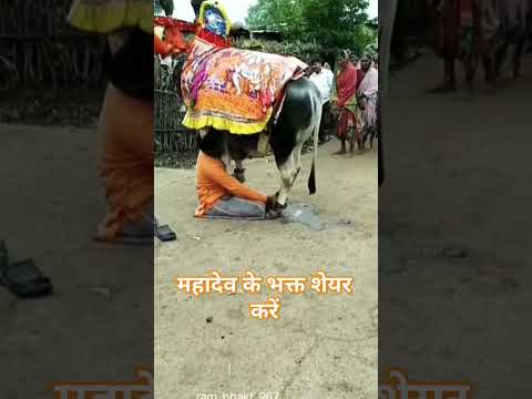 देखिये नंदी महाराज की अद्भुत बात