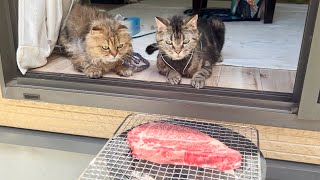 庭で本格バーベキューしてたら迷わず参加しに来てしまった猫w