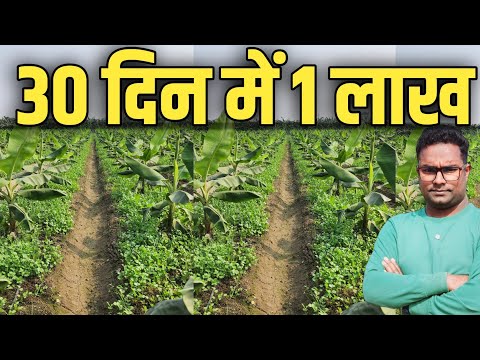 Earn ₹1,00,000 in Just 30 Days with Coriander Farming | एक एकड़ से 30 दिन में 1 लाख धनिया की खेती