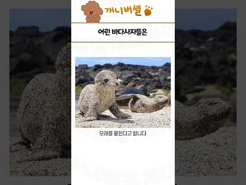 심쿵사 가능한 귀여운 동물 모음 183탄