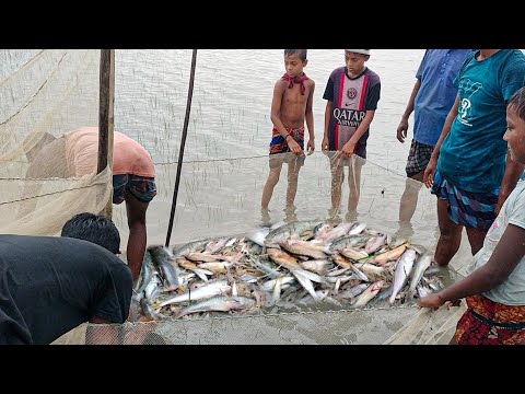 নদীতে কোট পেতে এত আইর তপসি পোয়া মাছ পাইবে জেলেরা ও আন্তাস করতে পারেনি। The Best Amazing fishing 2025