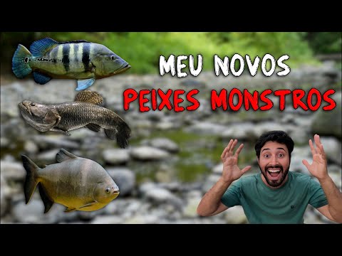 COMPREI VÁRIOS PEIXES PREDADORES!