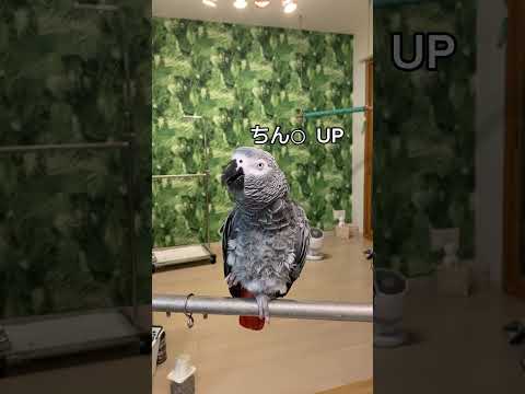 【亡き夫の鳥と生活】主人よいい加減にしいや!負の遺産#インコのいる暮らし #ヨウム