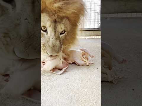 Zoo Walon ka Paisa Kamane ka Anokha Tarika