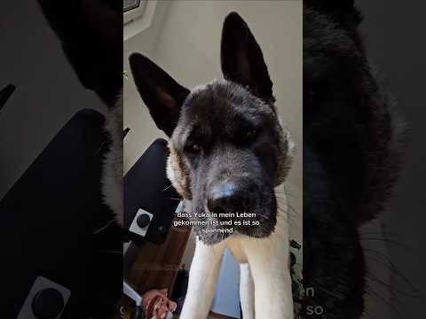 Vorteile der Gehörlosigkeit ❤️ #tauberhund #hunde #akita #lebenmithund