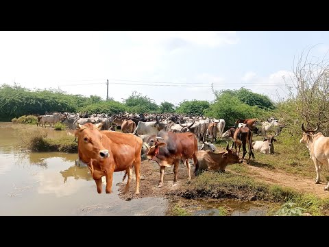 Bull And Cow Video