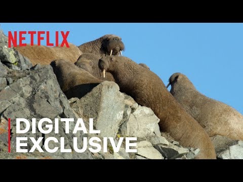 Our Planet | Walrus | Behind the Scenes | Netflix - YouTube(2分18秒)
