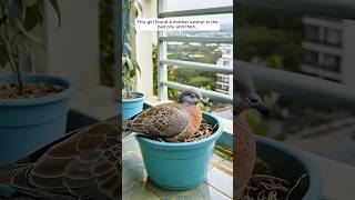 This girl found a mother kestrel in the balcony and then...