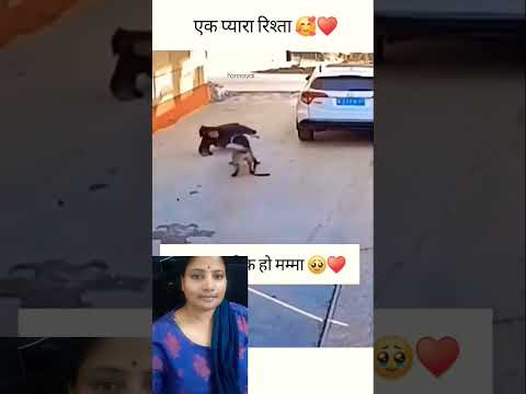 #viralreels #cutepuppy #pets #petlovers #cuteanimal #shortvideo #doglove #ytshort