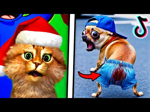 The FUNNIEST TikTok Videos #241 (DON'T LAUGH CHALLENGE 2024)