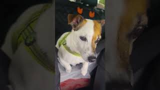 Jack Russell terrier Treisy and Azzuro ❤️ #jackrussellterrier