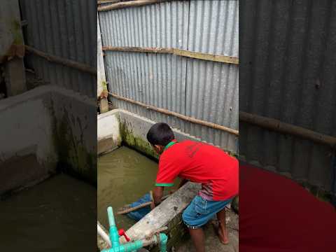Catfish Catching Video #shorts
