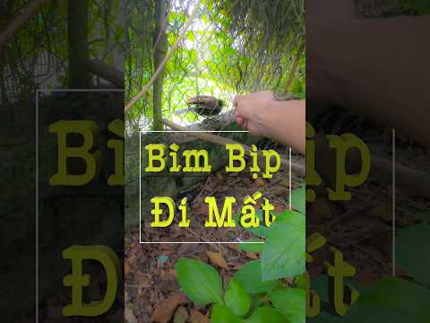 Chim Bìm Bịp Bỏ Nhà Đi Mất -Yêu Chim Cảnh
