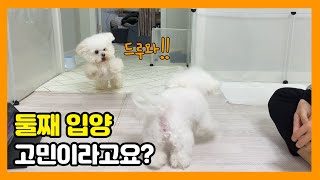 강아지 두마리 키울때 장점과 단점