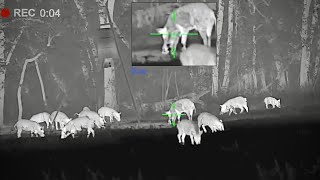 55 Ferals in 5 Minutes