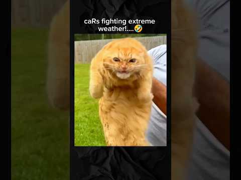 caRs fighting extreme weather🤣#animals #funny #shorts #fyp
