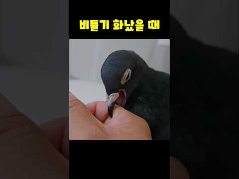 비둘기 화났을 때